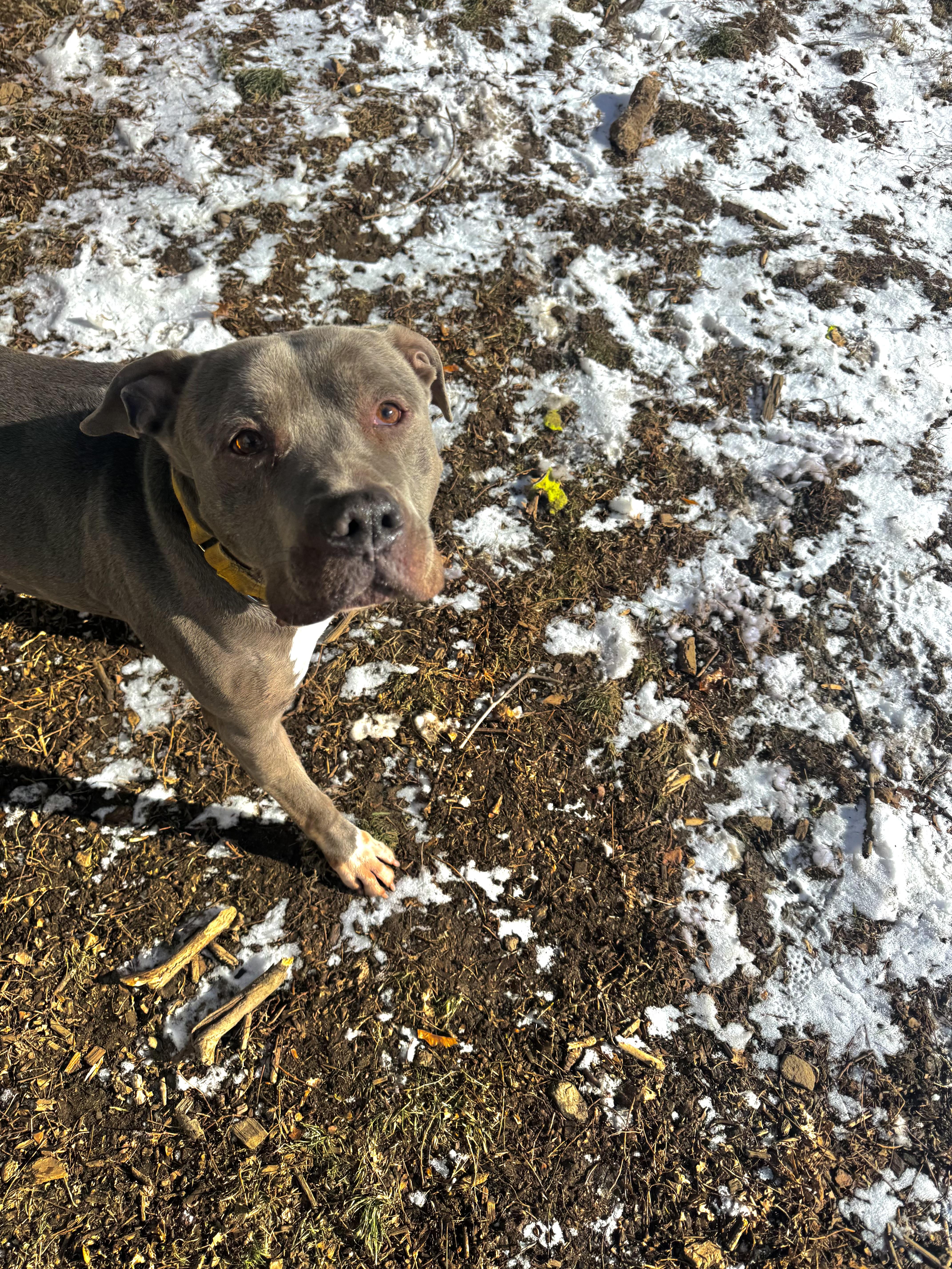 Enlarge Max, a Adoptable mixed breed in Yonkers, NY image 4/6