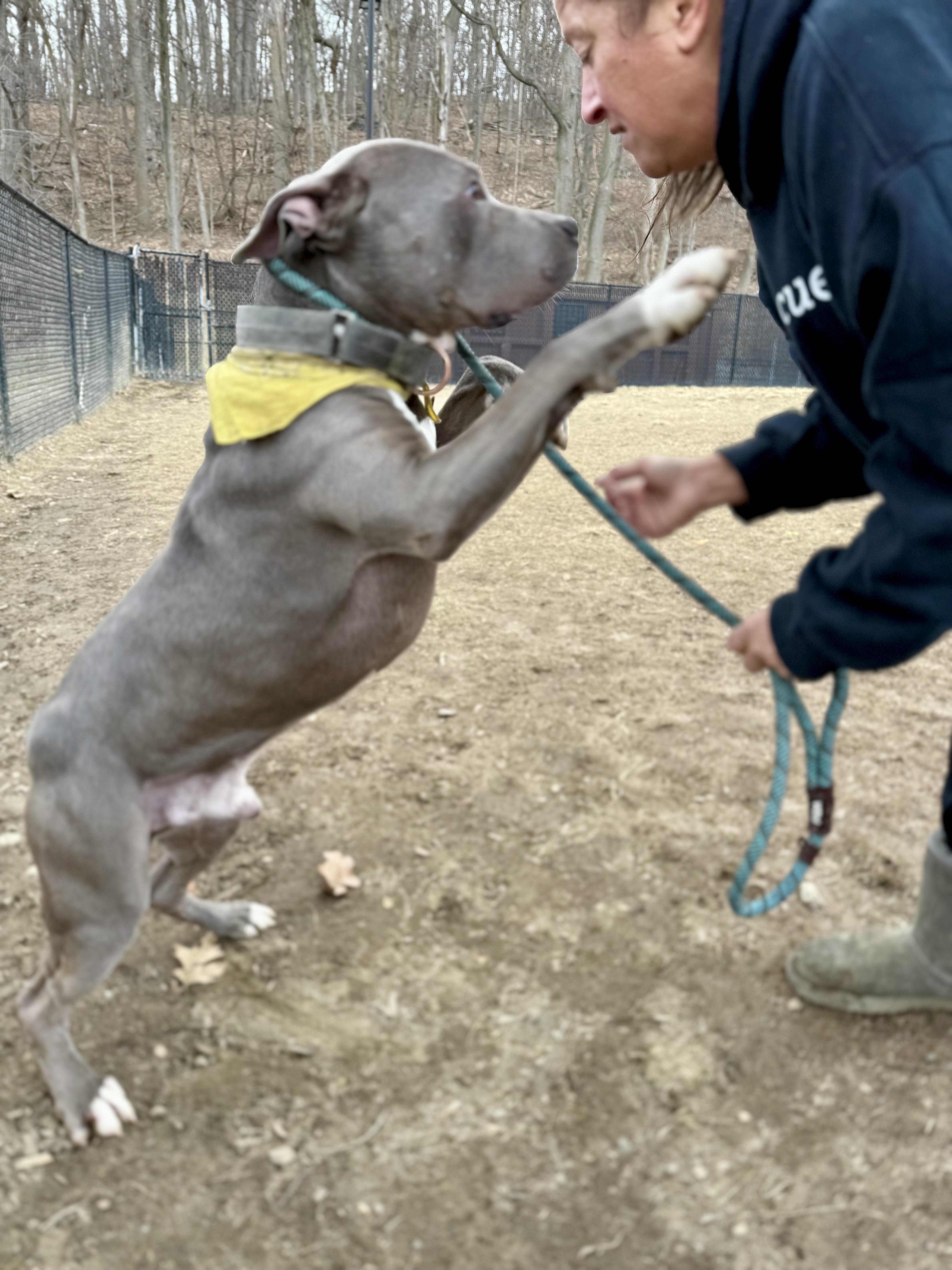 Max, a Adoptable mixed breed in Yonkers, NY image 2/5