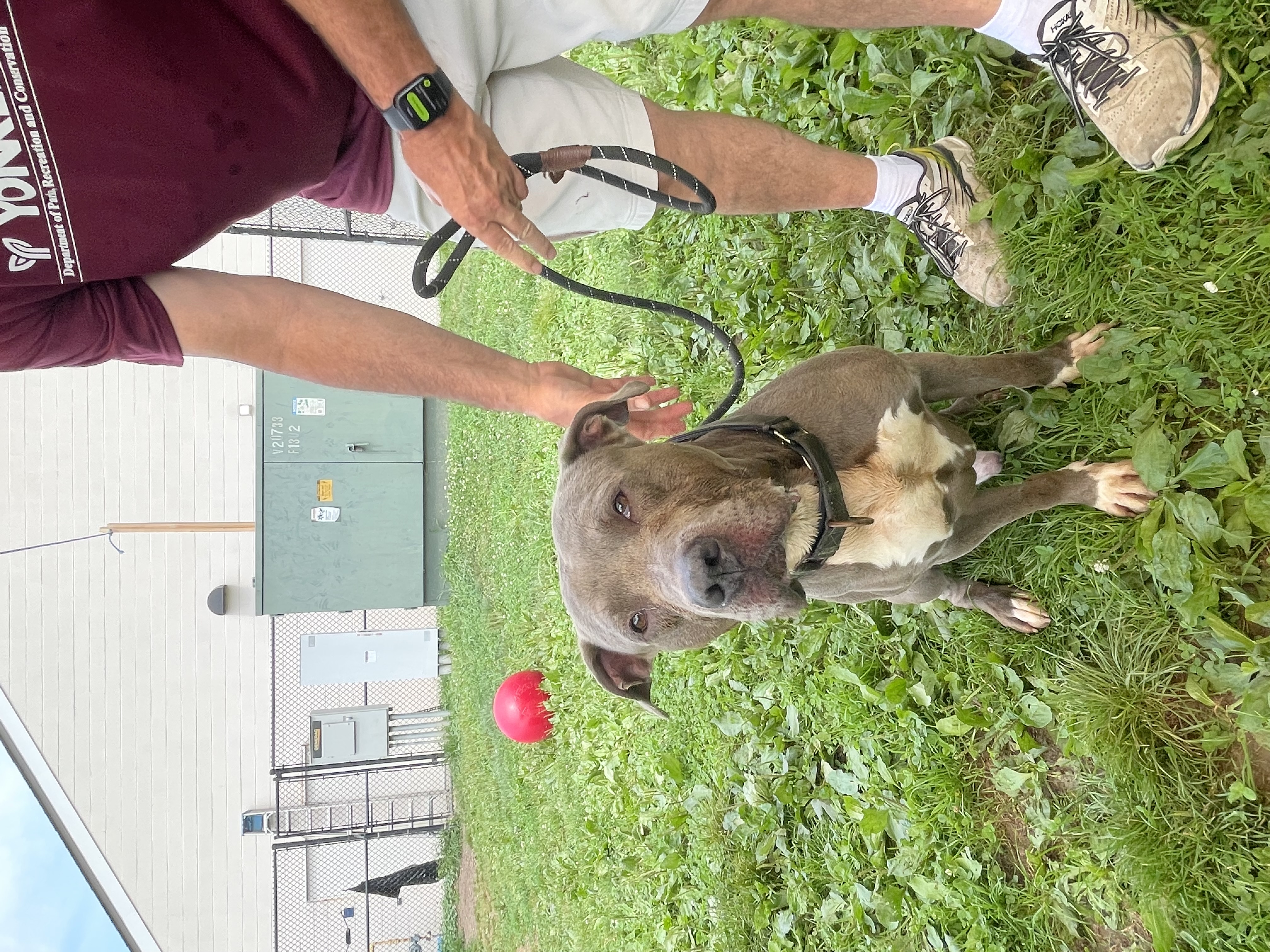Max, a Adoptable mixed breed in Yonkers, NY image 3/5