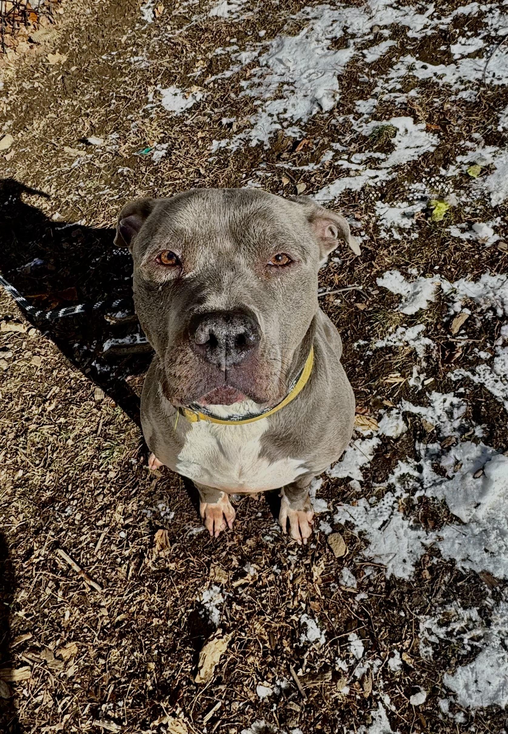 Enlarge Max, a Adoptable mixed breed in Yonkers, NY image 5/6