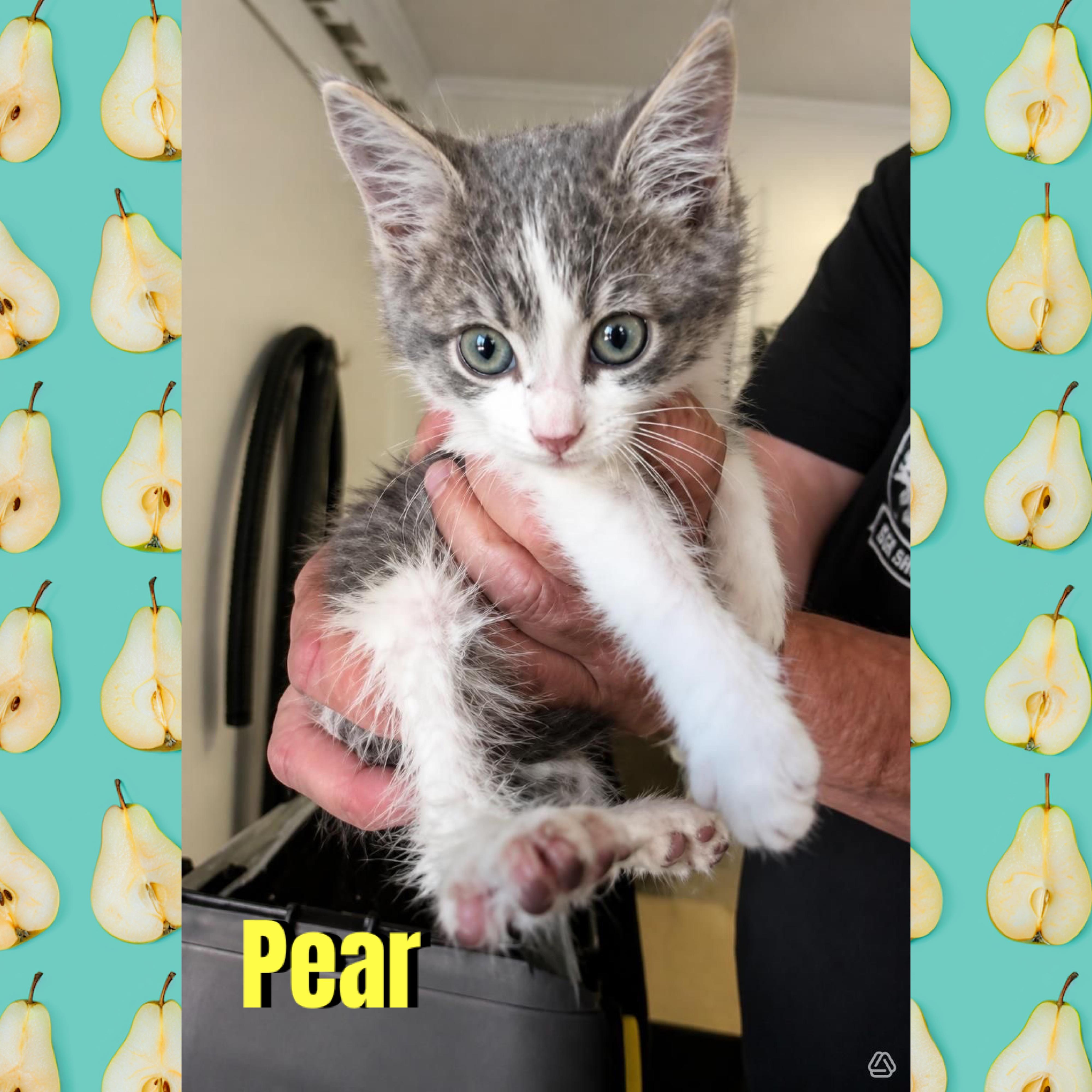 Pear, Adoptable, Kitten Male Domestic Short Hair.