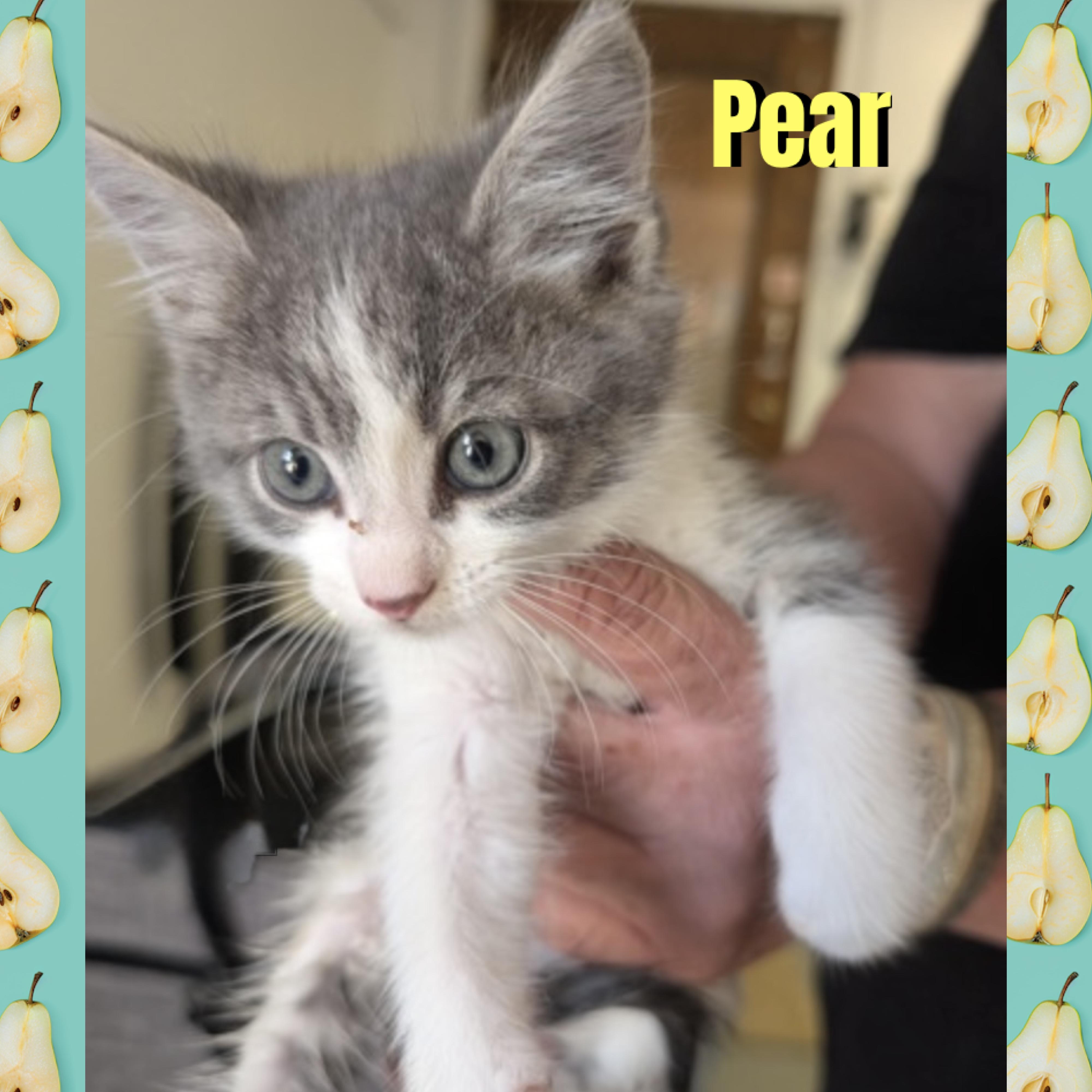 Enlarge Pear, a Adoptable mixed breed in Red Lodge, MT image 2/2