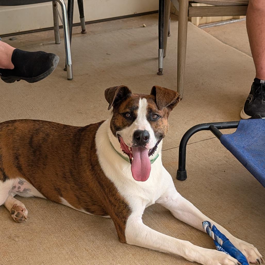 Squirrel (BAS), a Adoptable Mixed Breed in Lenoir, NC image 2/6