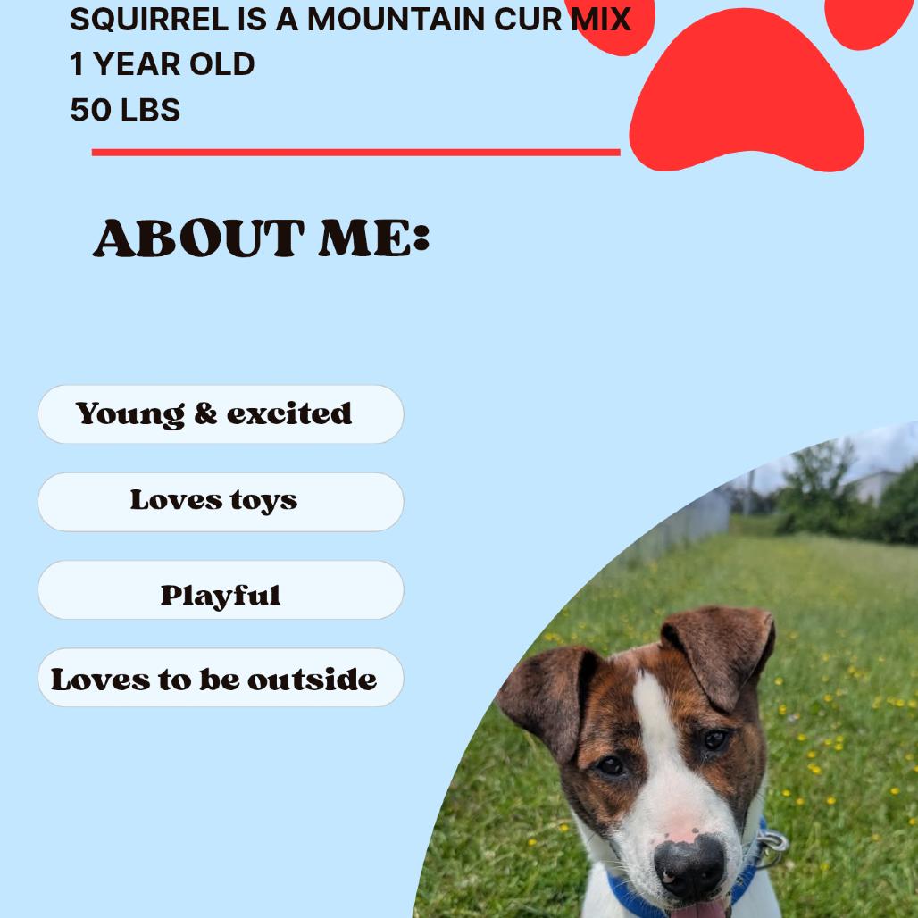 Squirrel (BAS), a Adoptable Mixed Breed in Lenoir, NC image 2/6
