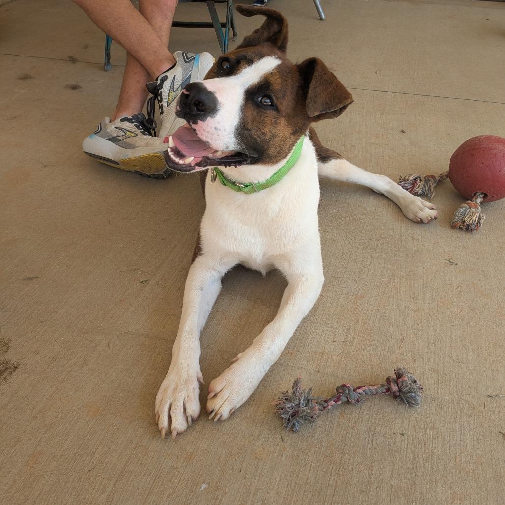 Squirrel (BAS), a Adoptable Mixed Breed in Lenoir, NC image 4/6