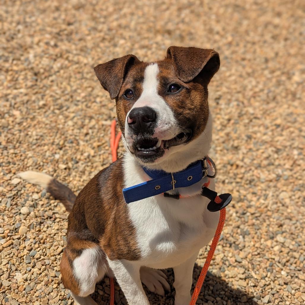 Squirrel (BAS), a Adoptable Mixed Breed in Lenoir, NC image 4/6