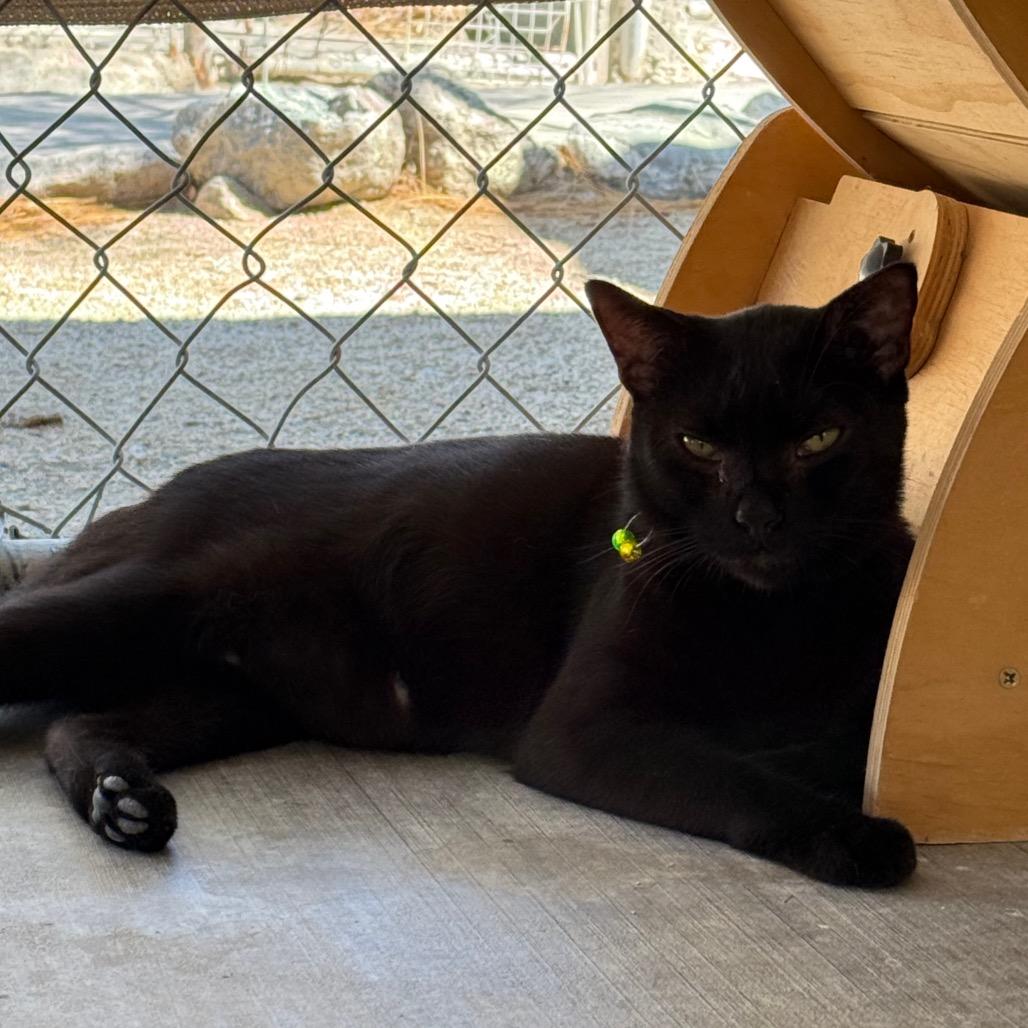 Lane, Adoptable, Adult Male Domestic Short Hair.