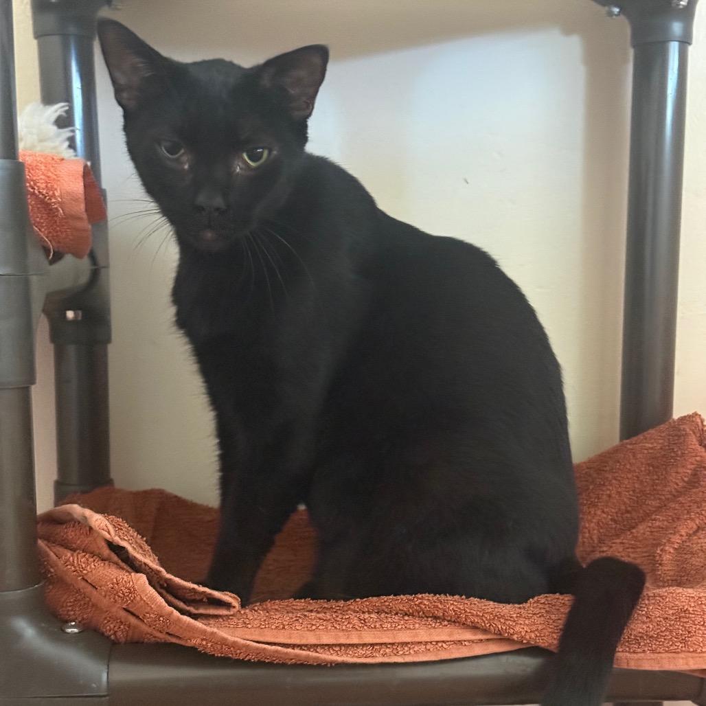 Enlarge Lane, a Adoptable Domestic Short Hair in Desert Hot Springs, CA image 2/2