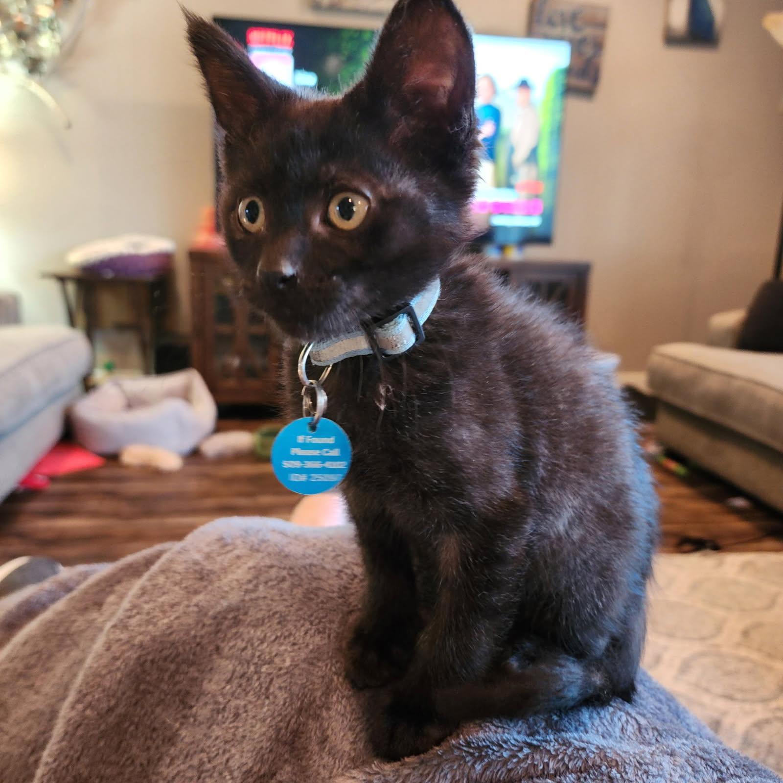 Enlarge Sausage, a ADOPTABLE Domestic Short Hair in Pasco, WA image 2/2