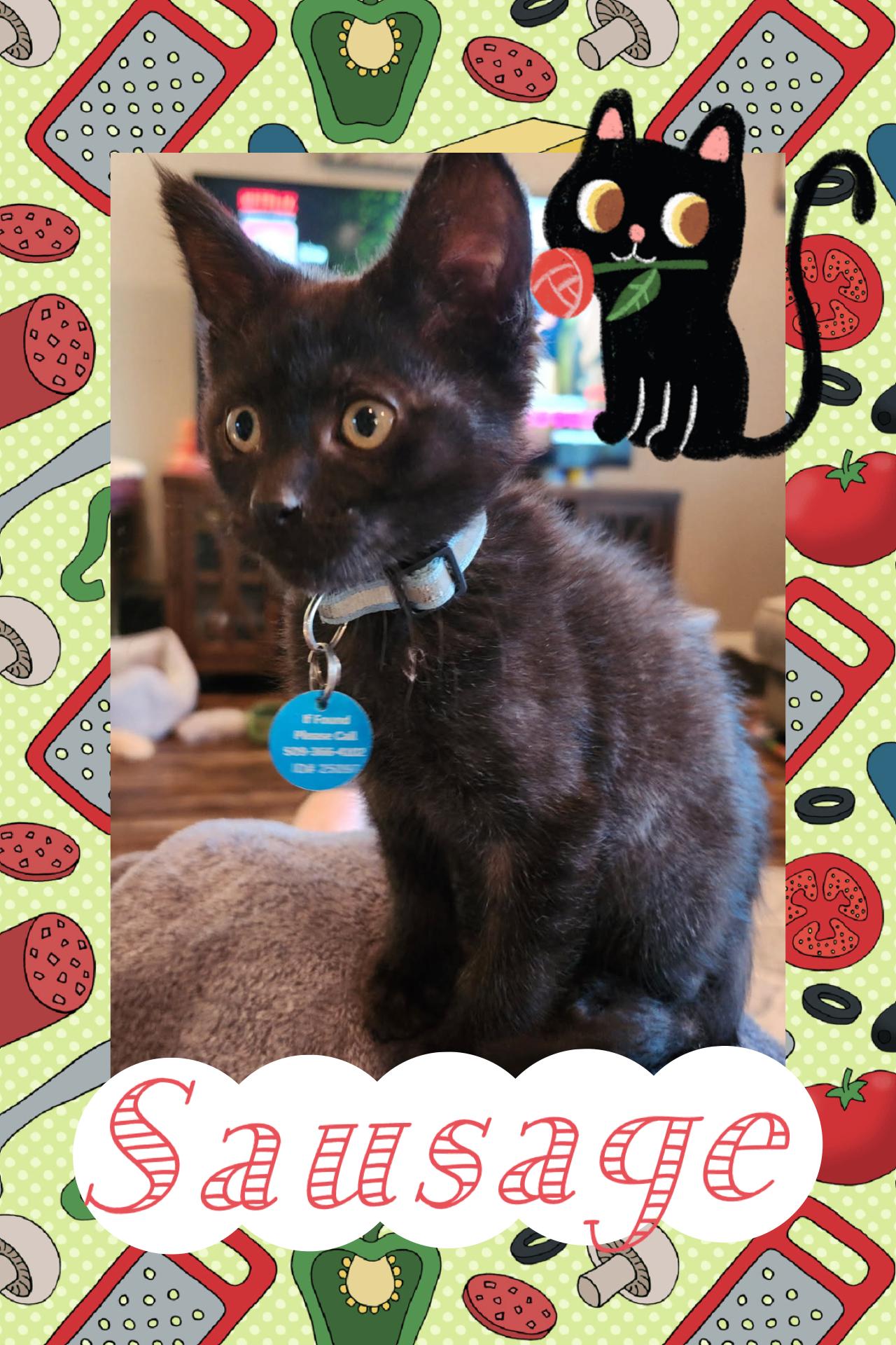 Sausage, ADOPTABLE, Kitten Male Domestic Short Hair.