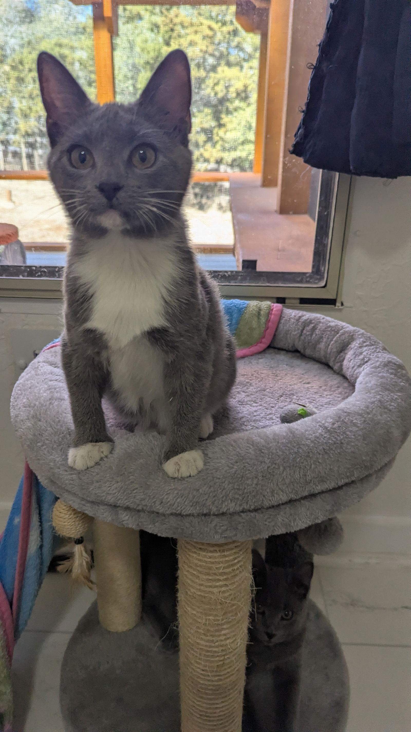 Enlarge Queso, a Adopted Domestic Short Hair in Dripping Springs, TX image 1/3