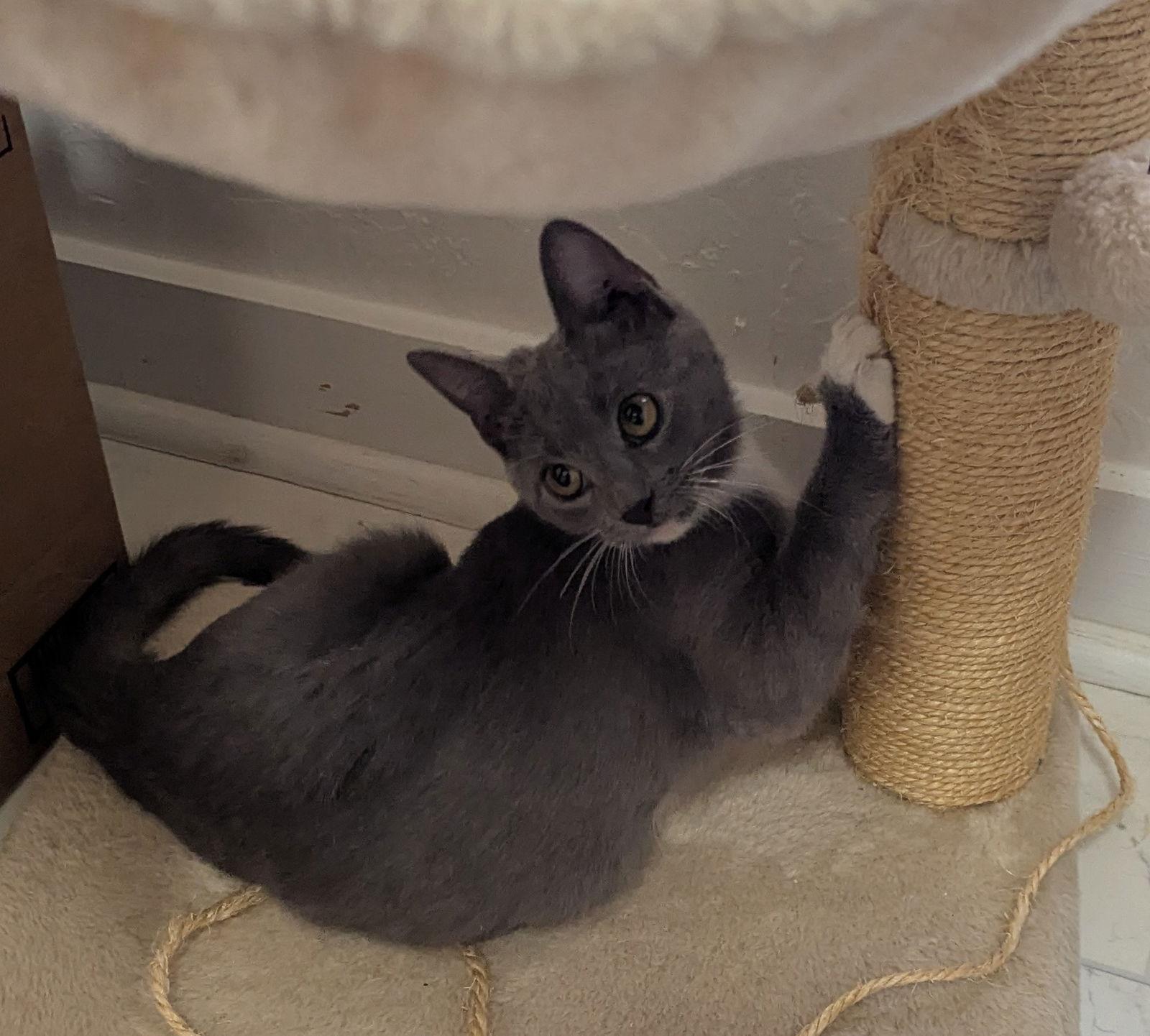 Enlarge Queso, a Adopted Domestic Short Hair in Dripping Springs, TX image 2/3