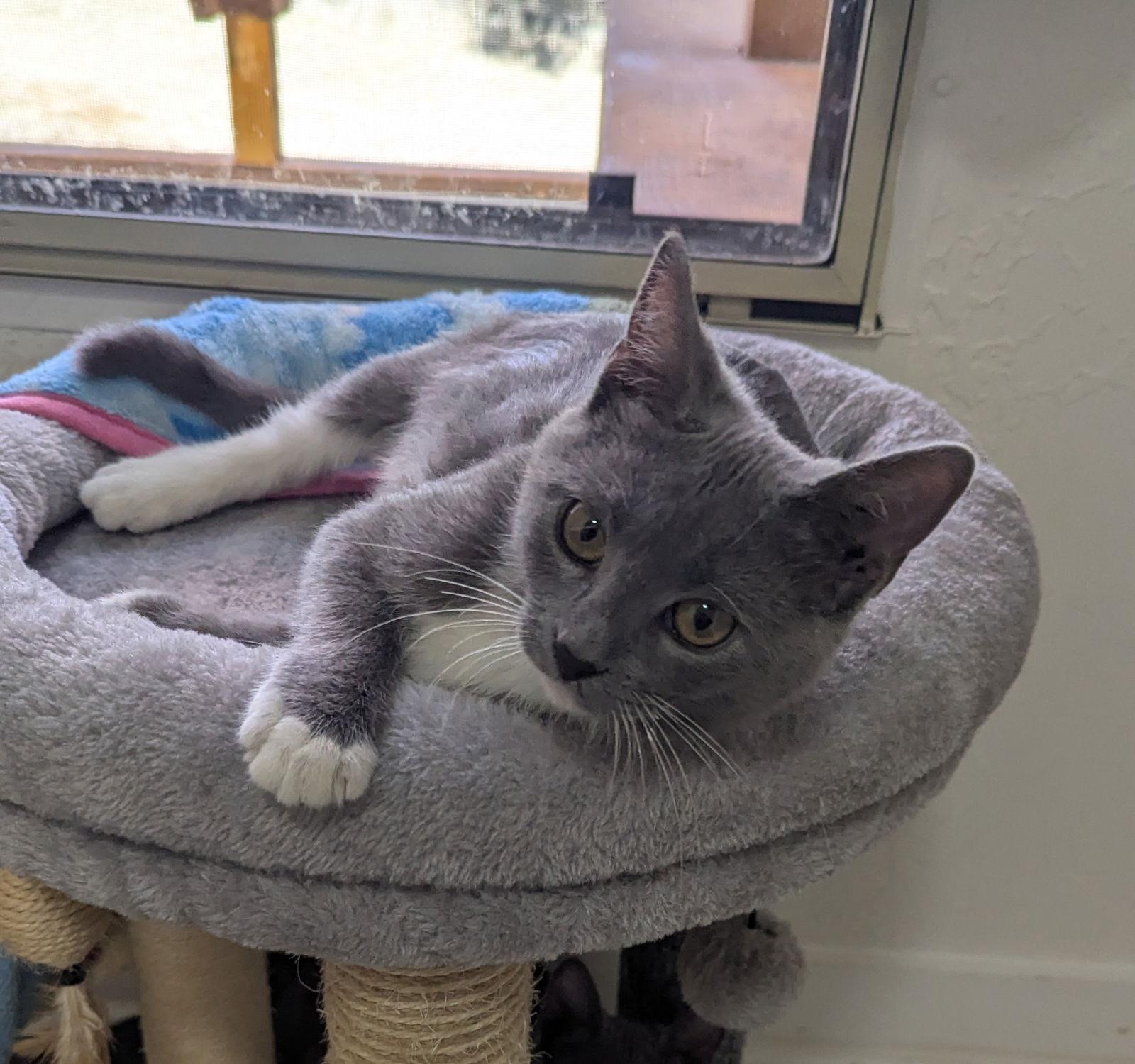 Enlarge Queso, a Adopted Domestic Short Hair in Dripping Springs, TX image 3/3