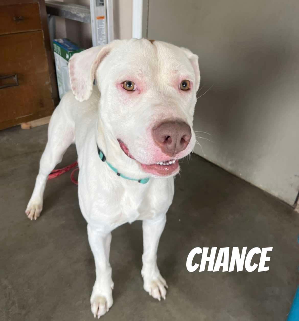 Enlarge Chance, a Adopted mixed breed in Quincy, MI image 2/5