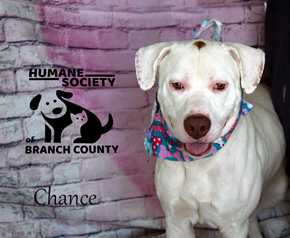 Enlarge Chance, a Adopted mixed breed in Quincy, MI image 3/5