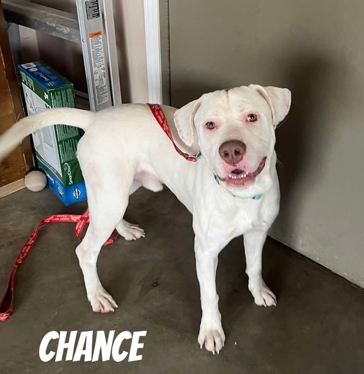 Enlarge Chance, a Adopted mixed breed in Quincy, MI image 4/5