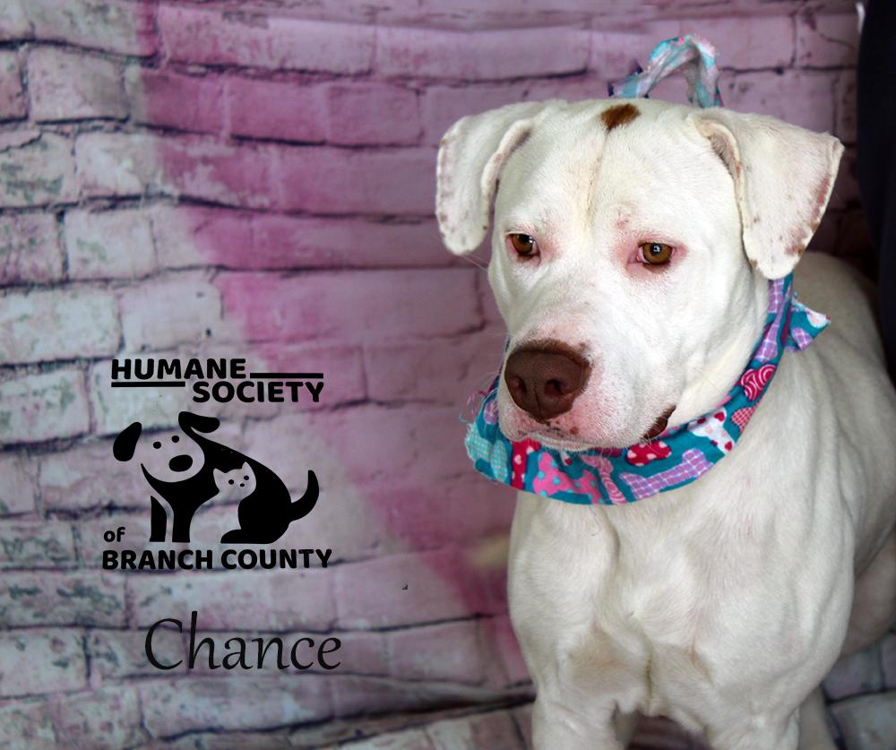 Enlarge Chance, a Adopted mixed breed in Quincy, MI image 1/5
