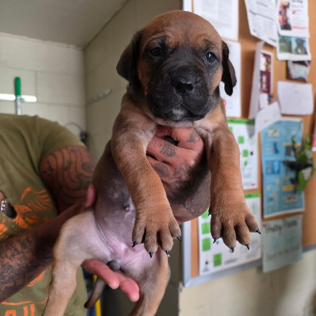 Lilly, Adoptable, Puppy Female Mixed Breed.