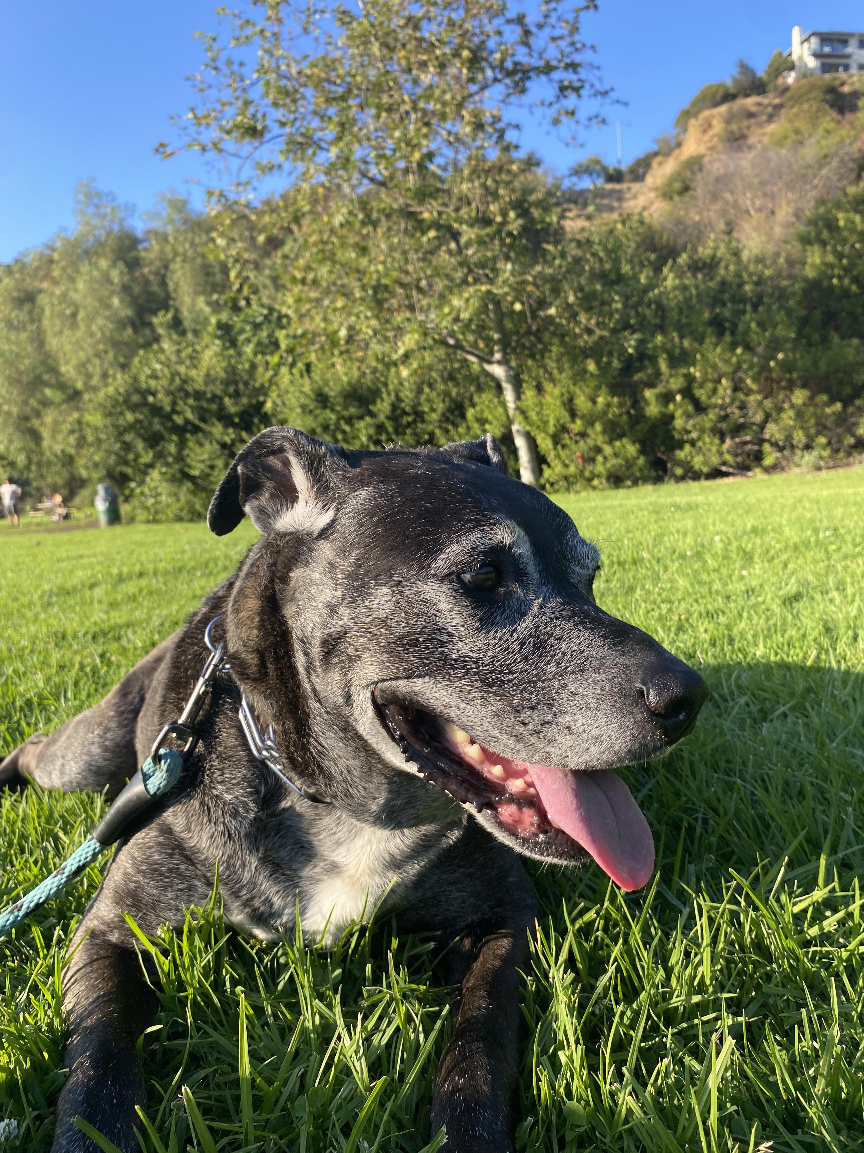 Baby, a Adoptable mixed breed in Los Angeles , CA image 5/6