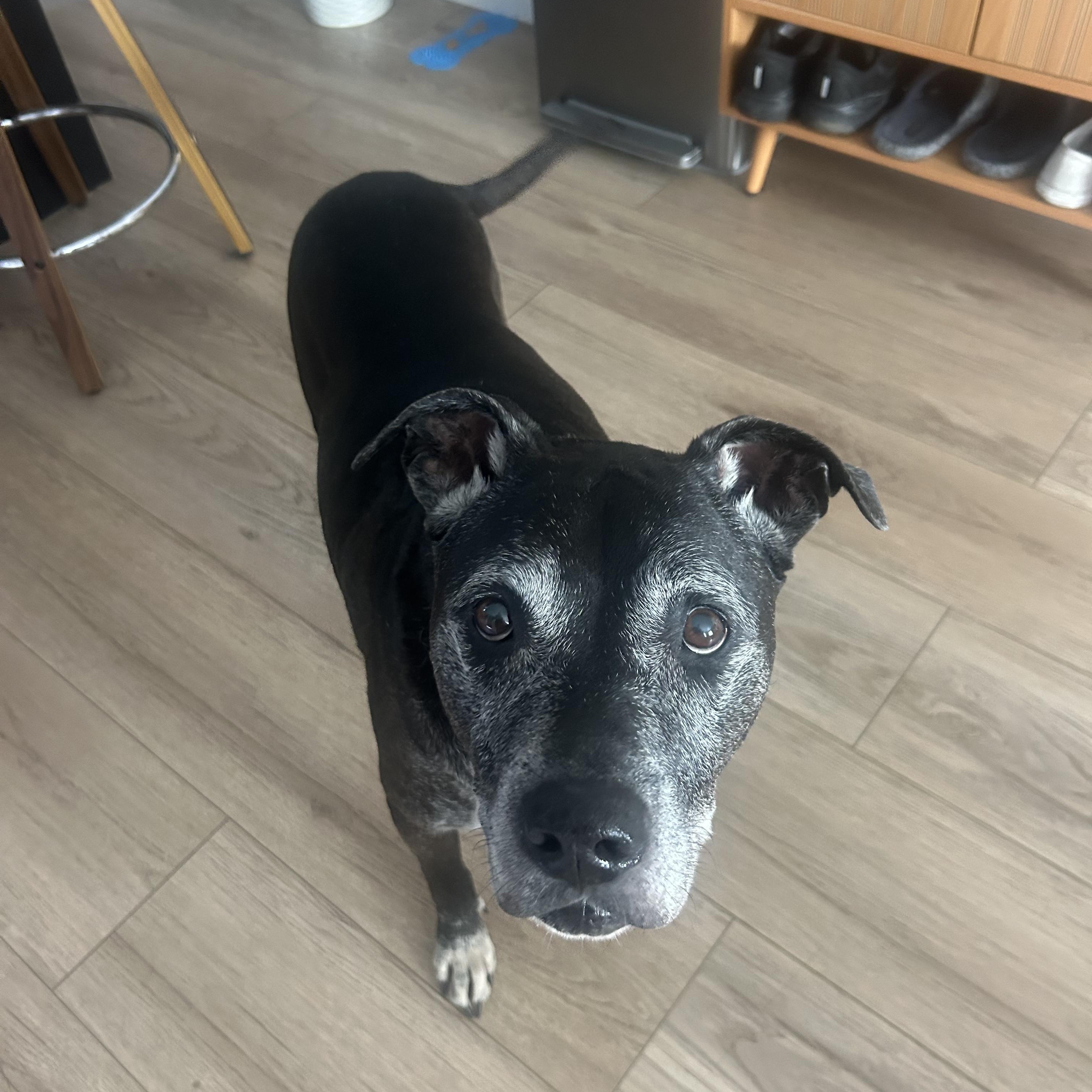 Izzy, Adoptable, Senior Female American Staffordshire Terrier & Black Labrador Retriever.