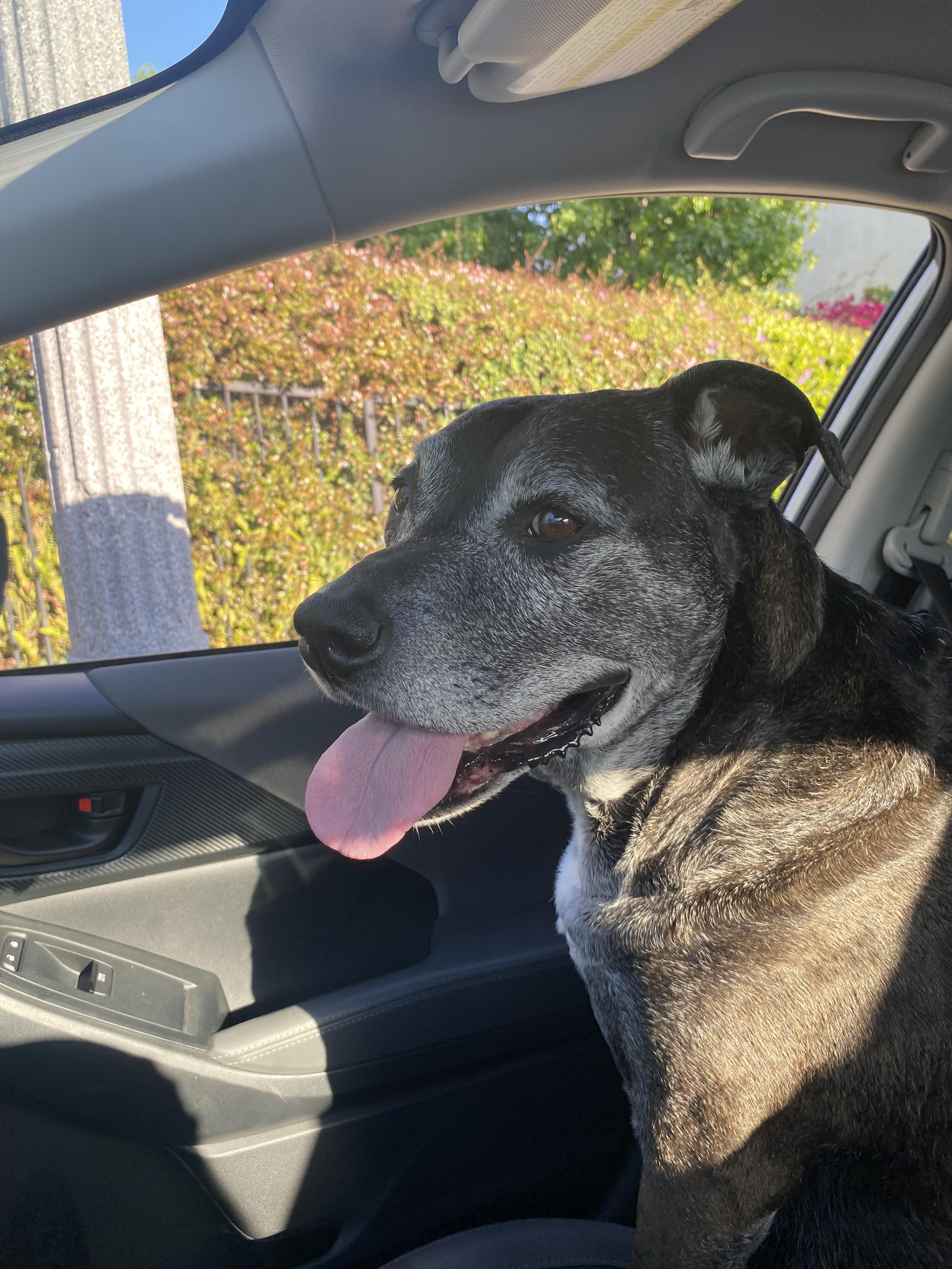 Baby, a Adoptable mixed breed in Los Angeles , CA image 6/6