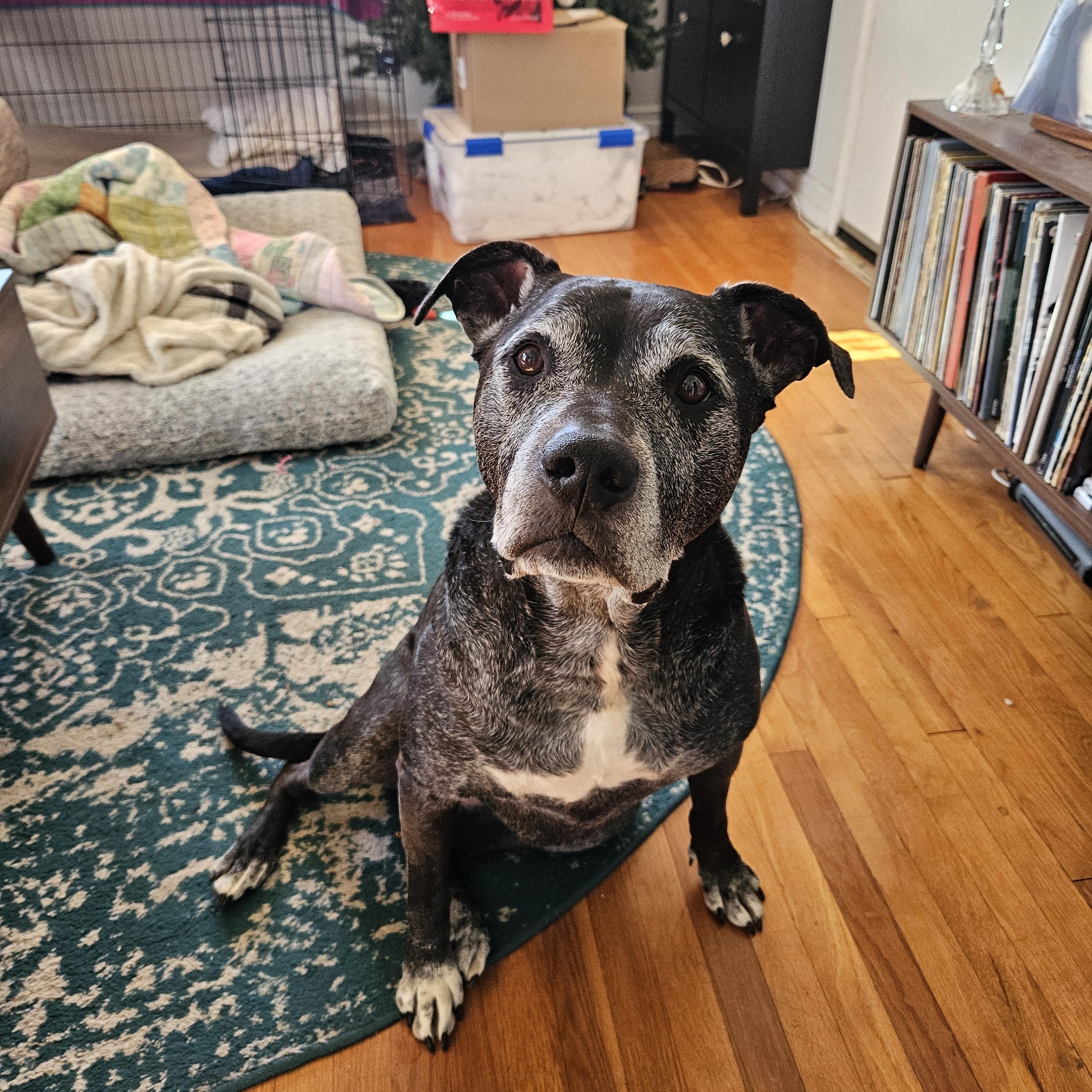 Baby, Adoptable, Senior Female American Staffordshire Terrier & Black Labrador Retriever.