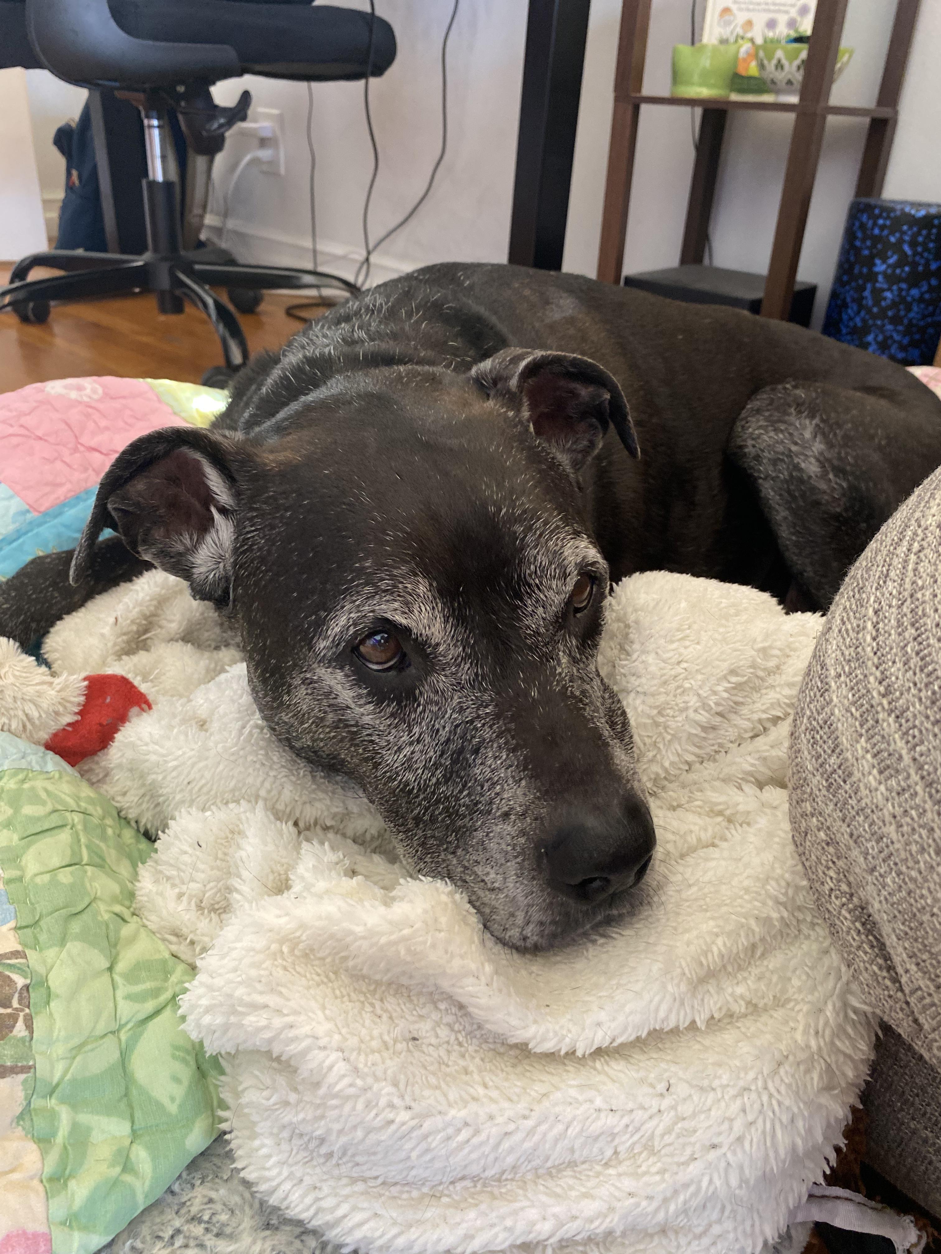 Baby, Adoptable, Senior Female American Staffordshire Terrier & Black Labrador Retriever.