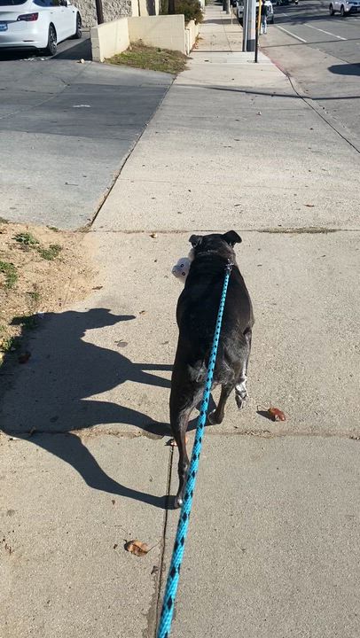 Enlarge Baby, a Adoptable mixed breed in Los Angeles , CA video 6/6