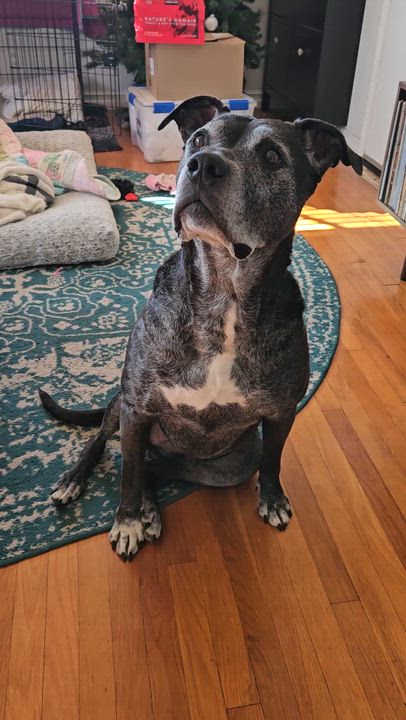 Enlarge Baby, a Adoptable mixed breed in Los Angeles , CA video 5/6