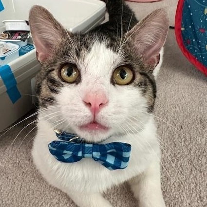 Jacky, ADOPTABLE, Young Male Tabby & Domestic Short Hair.