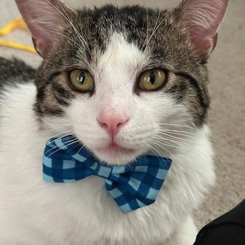 Enlarge Jacky, a ADOPTABLE mixed breed in Hyattsville, MD image 6/6