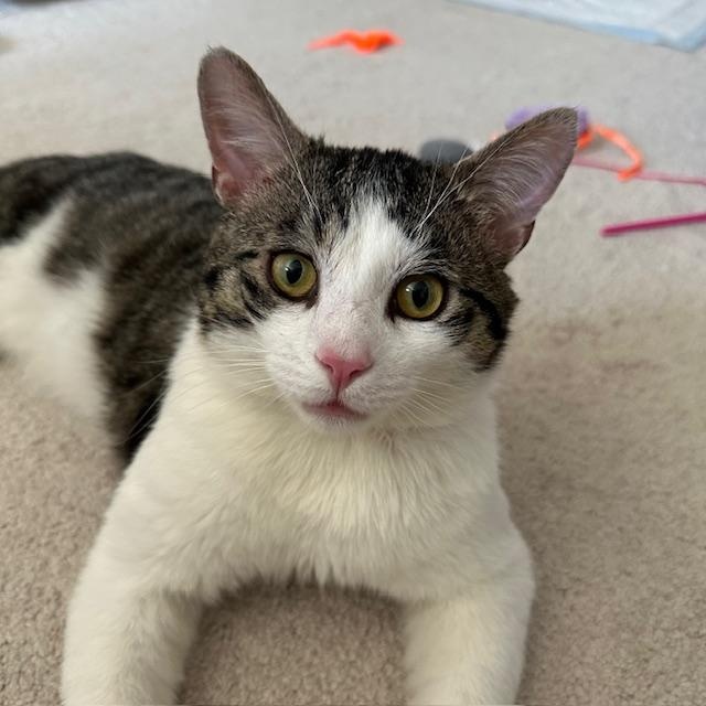 Enlarge Jacky, a ADOPTABLE mixed breed in Hyattsville, MD image 5/6