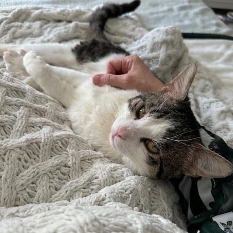 Enlarge Jacky, a ADOPTABLE mixed breed in Hyattsville, MD image 3/6