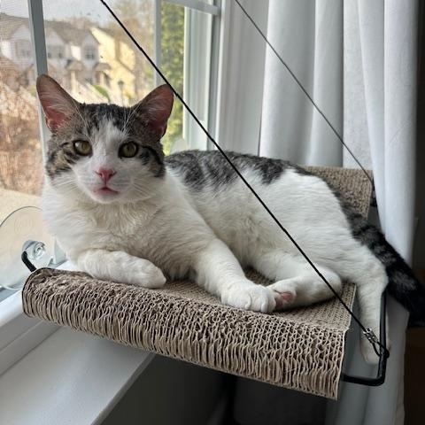 Enlarge Jacky, a ADOPTABLE mixed breed in Hyattsville, MD image 4/6