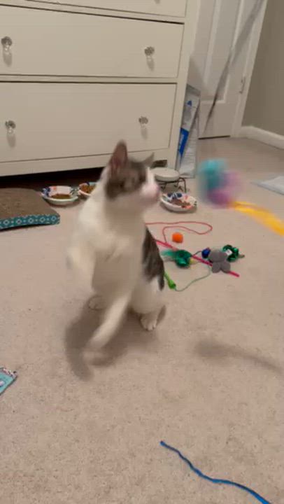 Enlarge Jacky, a ADOPTABLE mixed breed in Hyattsville, MD video 2/6