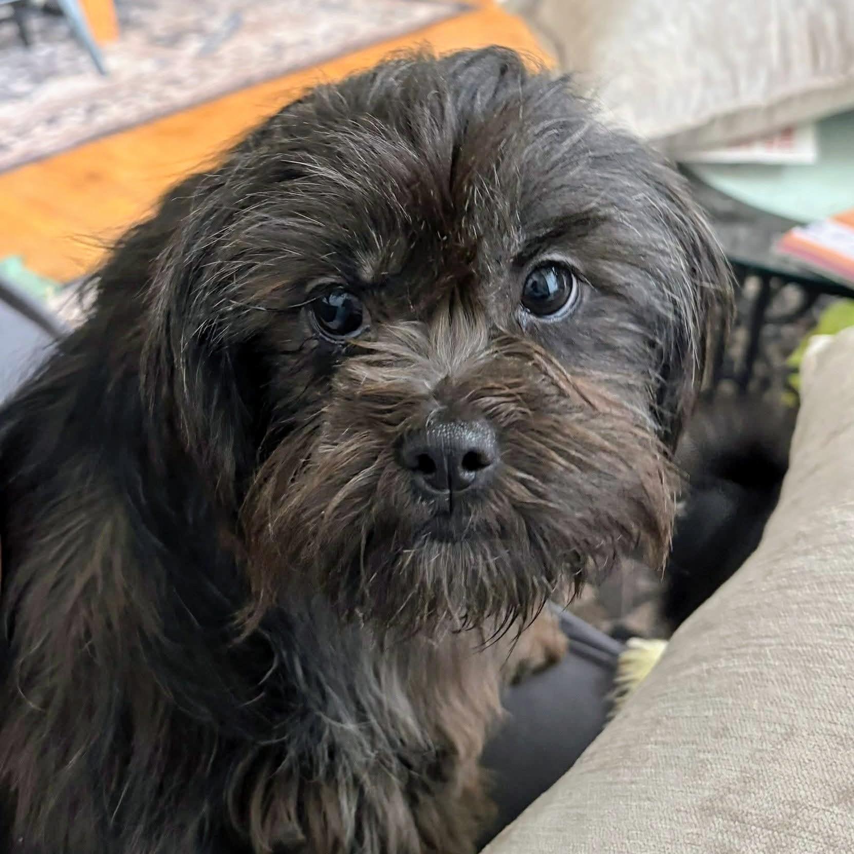Martha, ADOPTABLE, Young Female Shih Tzu.
