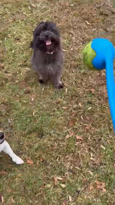 Enlarge Martha, a ADOPTABLE mixed breed in Mount Bethel, PA video 4/4