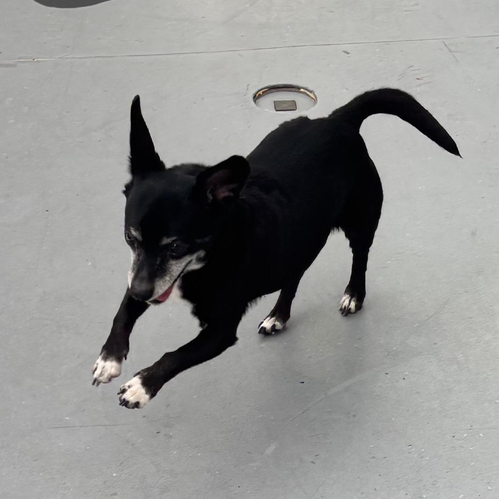 Mason, Adoptable, Senior Male Chihuahua.