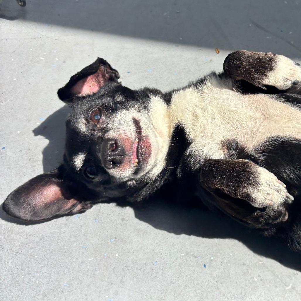 Enlarge Mason, a Adoptable Chihuahua in Philadelphia, PA image 2/4