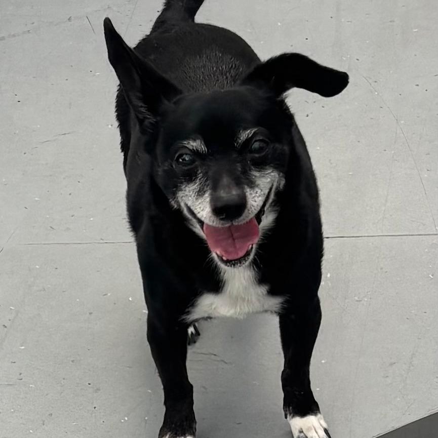 Enlarge Mason, a Adoptable Chihuahua in Philadelphia, PA image 4/4