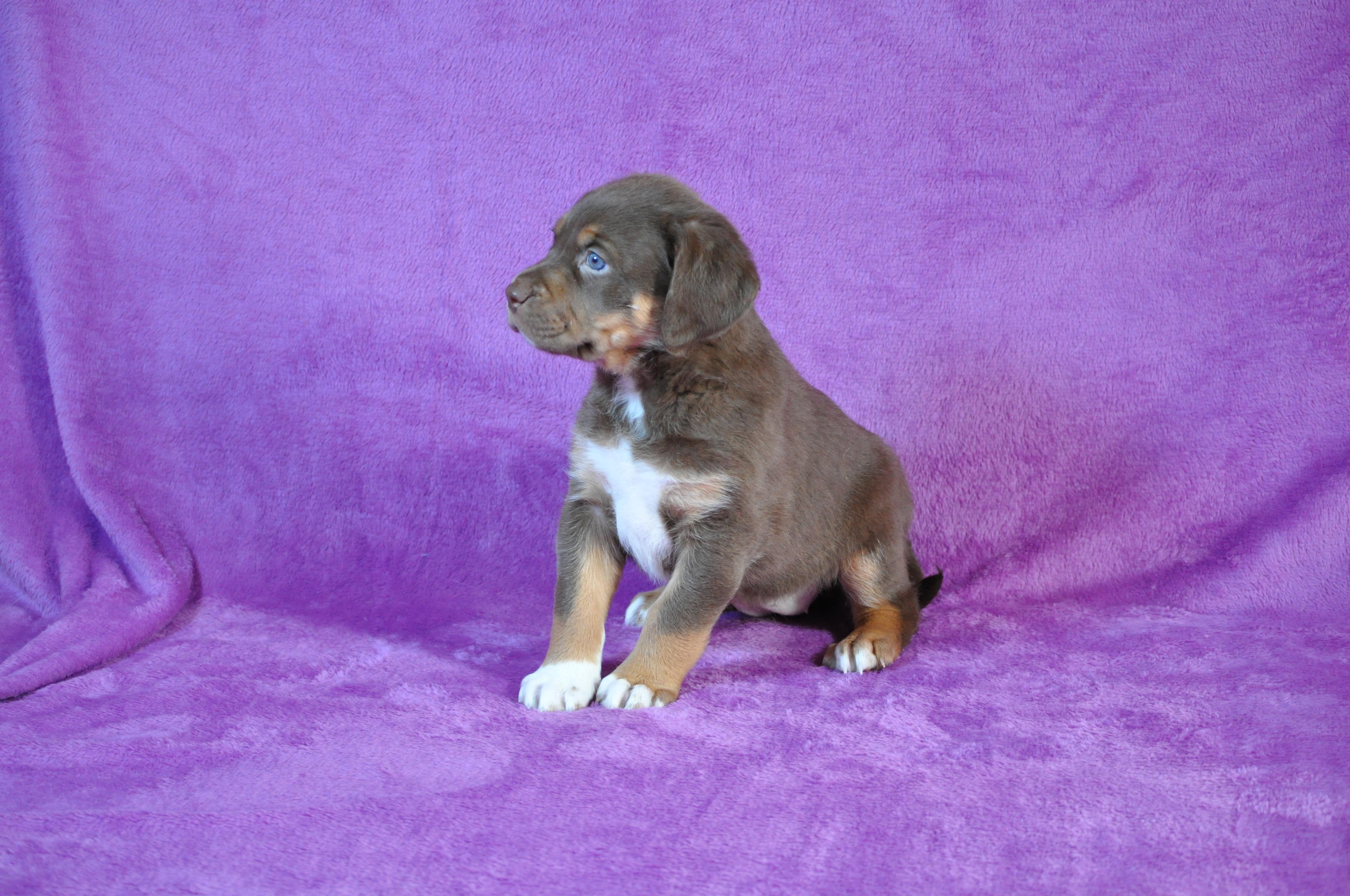 Enlarge Liv, a ADOPTABLE mixed breed in Union Gap, WA image 4/4