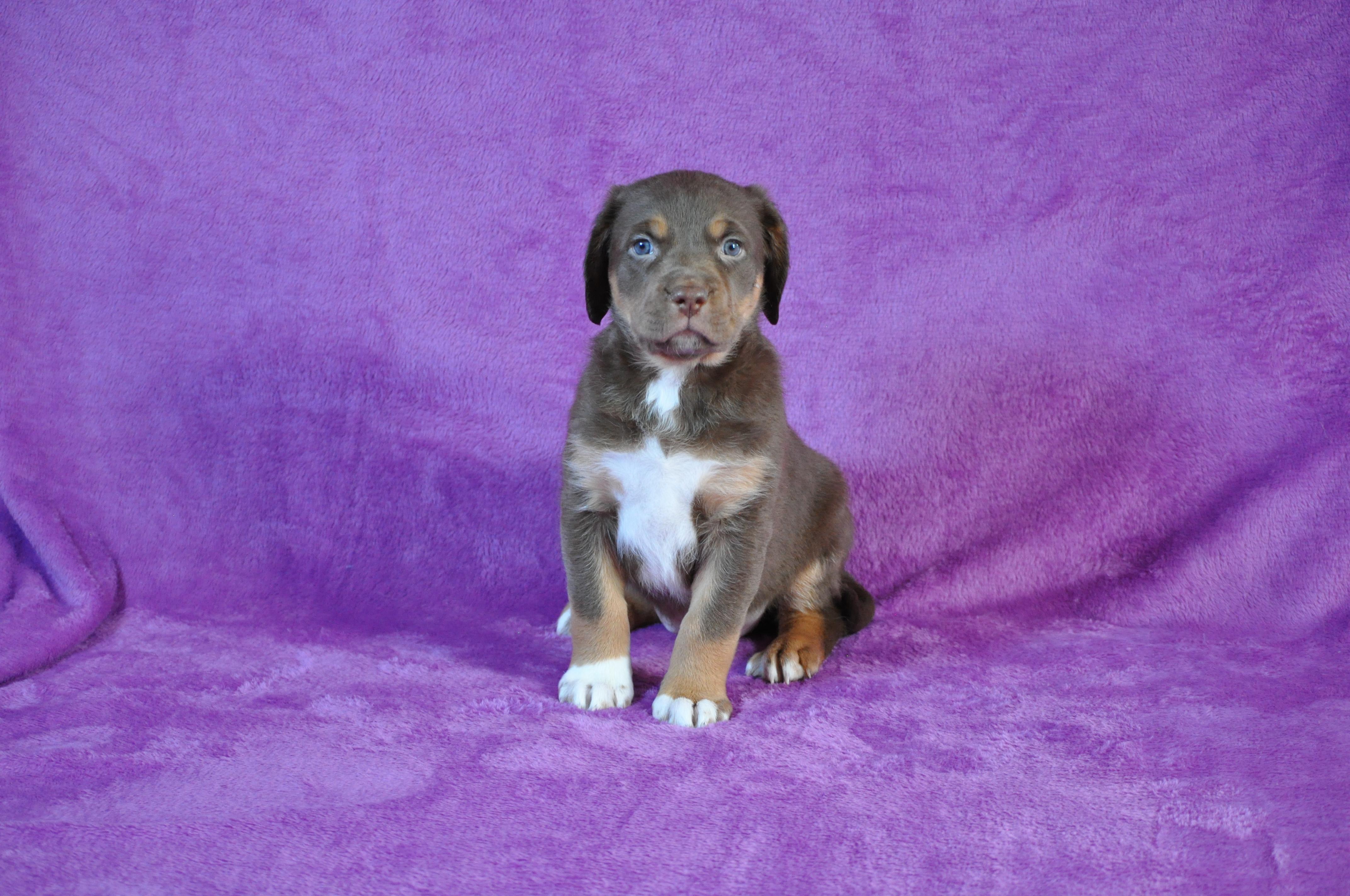 Liv, ADOPTABLE, Puppy Female Labrador Retriever.