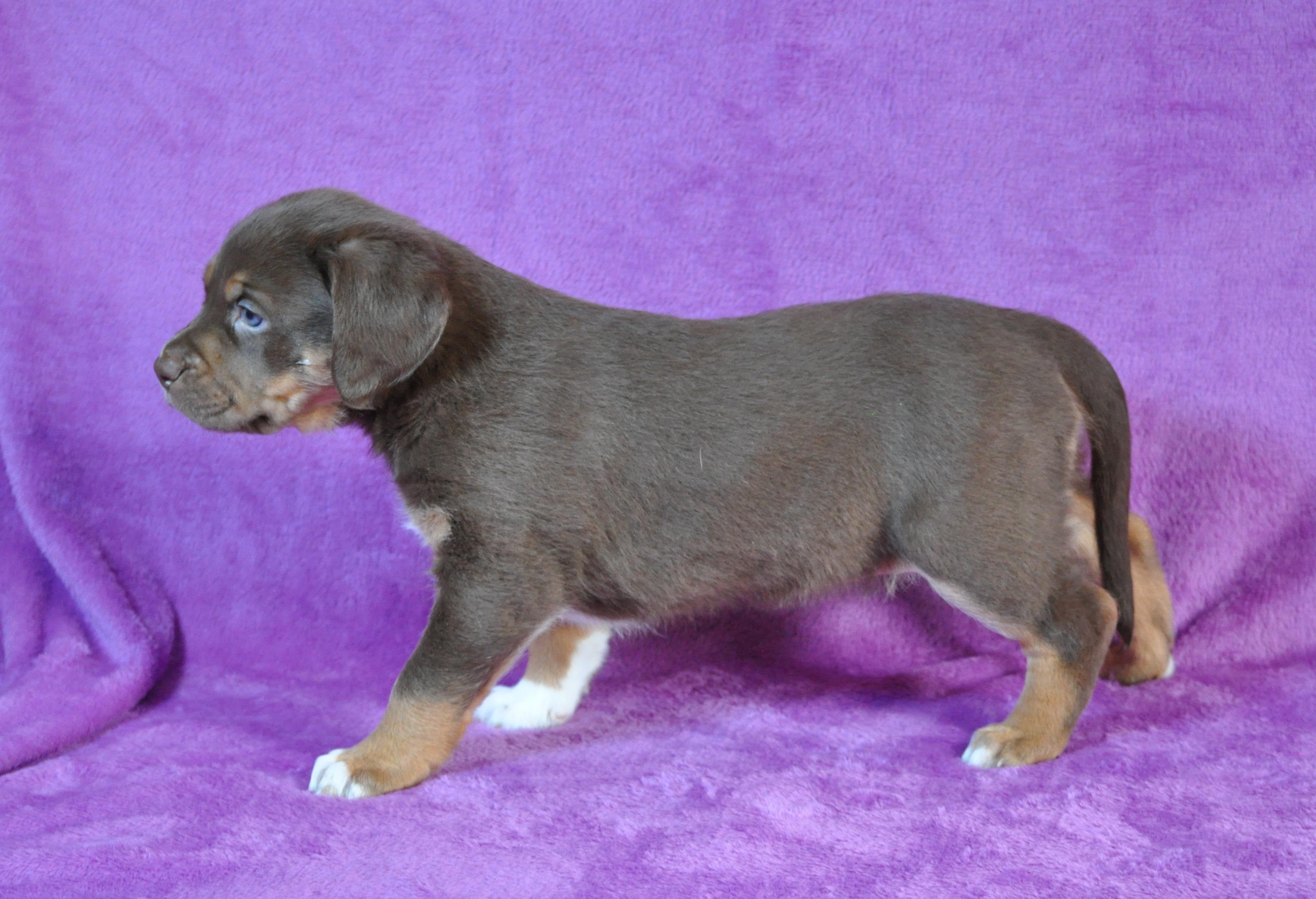 Enlarge Liv, a ADOPTABLE mixed breed in Union Gap, WA image 3/4