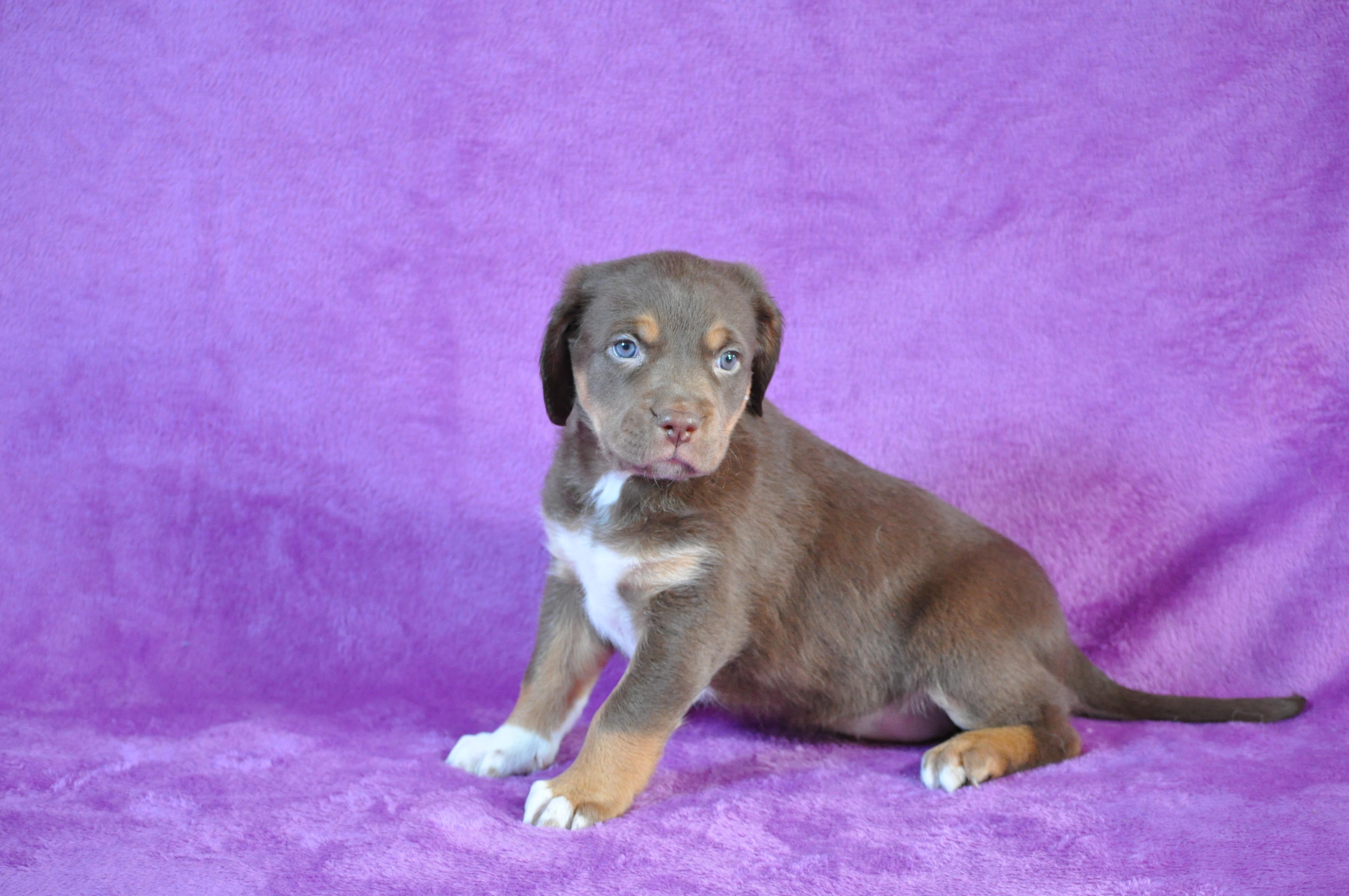 Enlarge Liv, a ADOPTABLE mixed breed in Union Gap, WA image 2/4