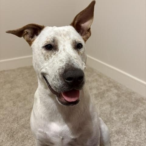 Leo, Adoptable, Young Male Cattle Dog.