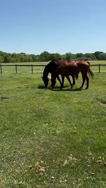 Enlarge Leo, a Adoptable mixed breed in Cherry Hills Village, CO video 2/5