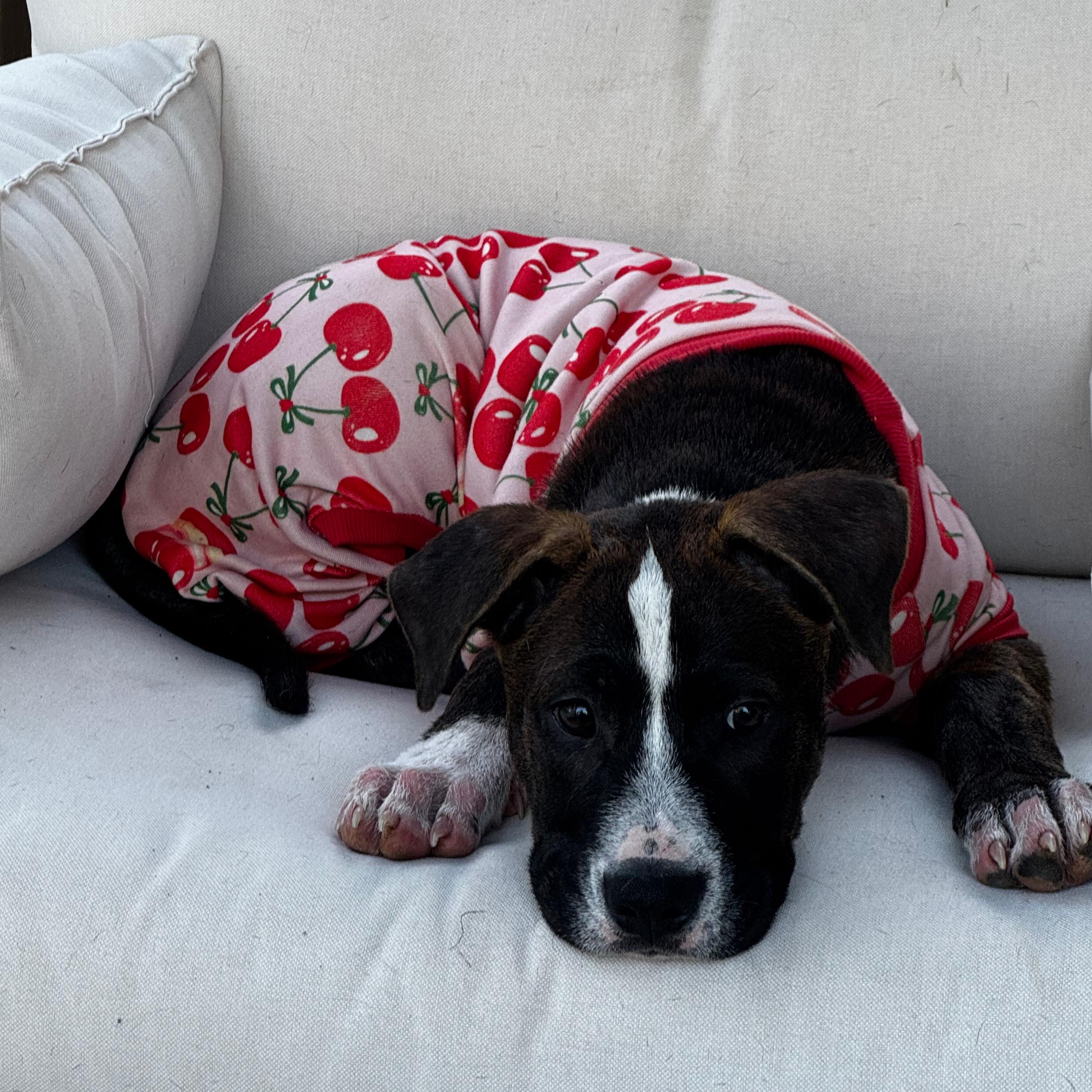 Blair (Billie), Adoptable, Puppy Female Labrador Retriever & American Staffordshire Terrier.