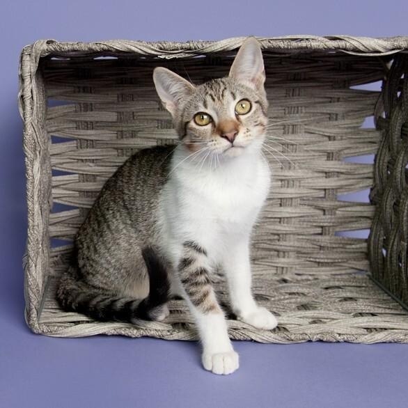 Quince Bard — thumbnail 4