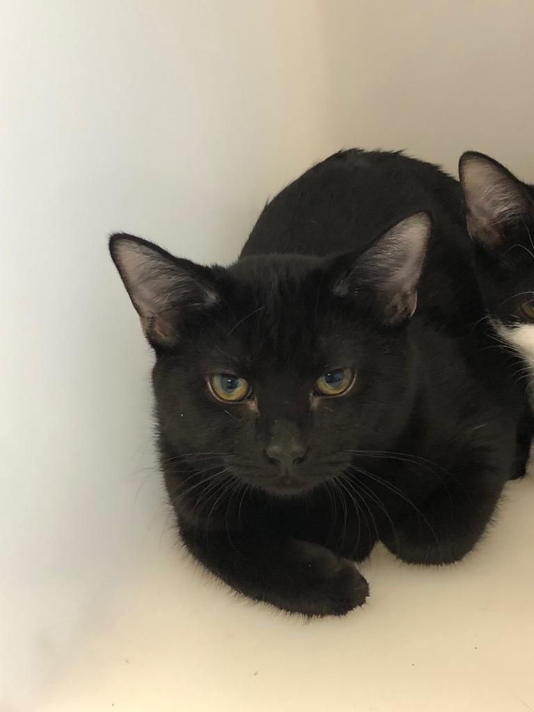 Mildred, Adoptable, Young Female Domestic Short Hair.