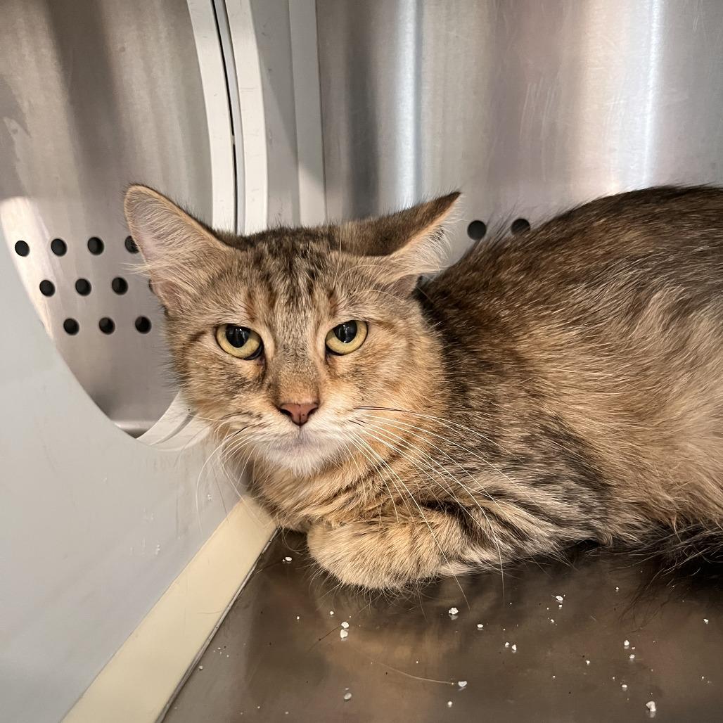 Hopper, Adoptable, Senior Female Domestic Short Hair & Domestic Short Hair.
